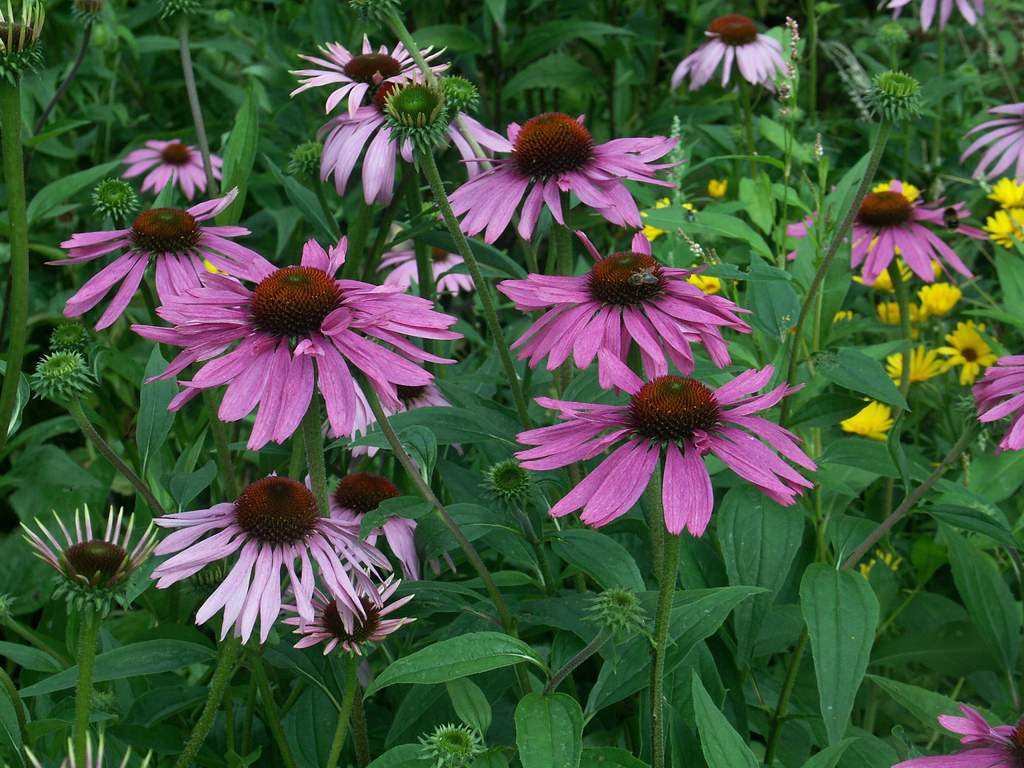 Echinacea purpurea